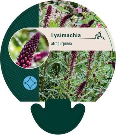 Lysimachia atropurpurea geen maat specificatie 0,55L/P9cm