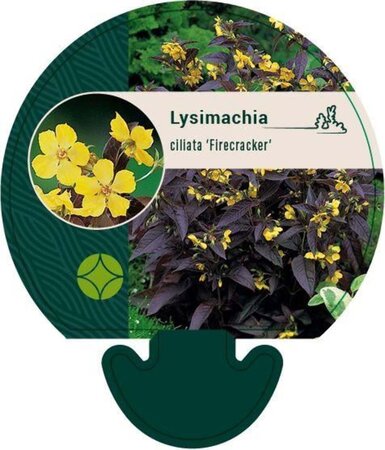Lysimachia ciliata 'Firecracker' geen maat specificatie 0,55L/P9cm - afbeelding 2