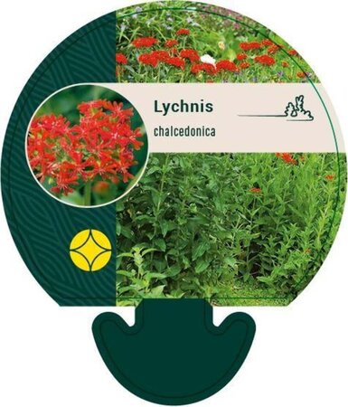 Lychnis chalcedonica geen maat specificatie 0,55L/P9cm - afbeelding 2
