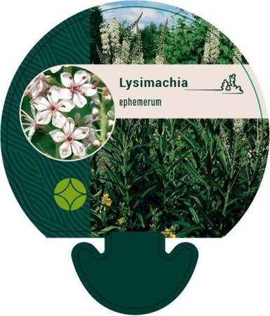 Lysimachia ephemerum geen maat specificatie 0,55L/P9cm - afbeelding 2
