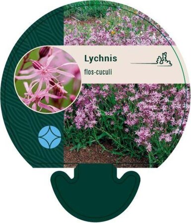 Lychnis flos-cuculi geen maat specificatie 0,55L/P9cm - afbeelding 3