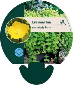 Lysimachia numm. 'Aurea' geen maat specificatie 0,55L/P9cm - afbeelding 2