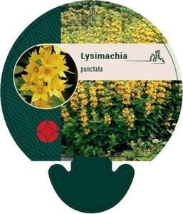Lysimachia punctata geen maat specificatie 0,55L/P9cm