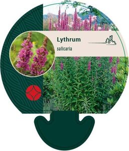 Lythrum salicaria geen maat specificatie 0,55L/P9cm - afbeelding 4