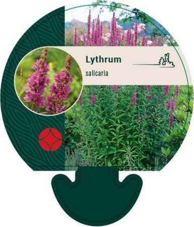 Lythrum salicaria geen maat specificatie 0,55L/P9cm - image 4