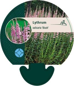 Lythrum sal. 'Blush' geen maat specificatie 0,55L/P9cm