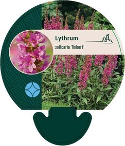 Lythrum sal. 'Robert' geen maat specificatie 0,55L/P9cm - afbeelding 3