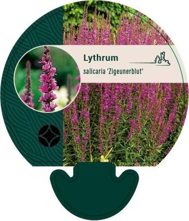 Lythrum sal. 'Zigeunerblut' geen maat specificatie 0,55L/P9cm