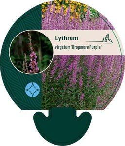 Lythrum virgatum 'Dropmore Purple' geen maat specificatie 0,55L/P9cm