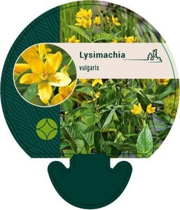 Lysimachia vulgaris geen maat specificatie 0,55L/P9cm