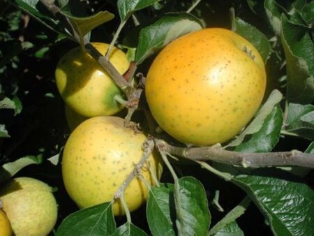Malus d. 'Ananas Reinette' 12-14 Hoogstam draadkluit 2 X verplant