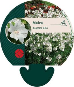 Malva moschata 'Alba' geen maat specificatie 0,55L/P9cm