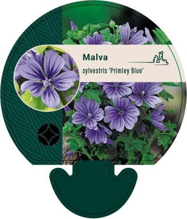 Malva sylvestris 'Primley Blue' geen maat specificatie 0,55L/P9cm