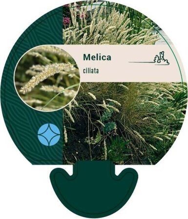Melica ciliata geen maat specificatie 0,55L/P9cm - afbeelding 2