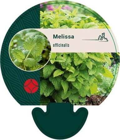 Melissa officinalis geen maat specificatie 0,55L/P9cm - afbeelding 6