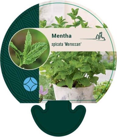 Mentha spicata 'Moroccan' geen maat specificatie 0,55L/P9cm - afbeelding 6