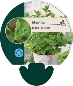 Mentha spicata 'Moroccan' geen maat specificatie 0,55L/P9cm - afbeelding 6
