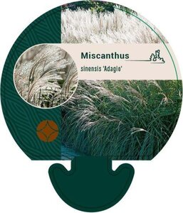 Miscanthus sin. 'Adagio' geen maat specificatie 0,55L/P9cm - afbeelding 3