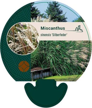 Miscanthus sin. 'Silberfeder' geen maat specificatie 0,55L/P9cm - afbeelding 3