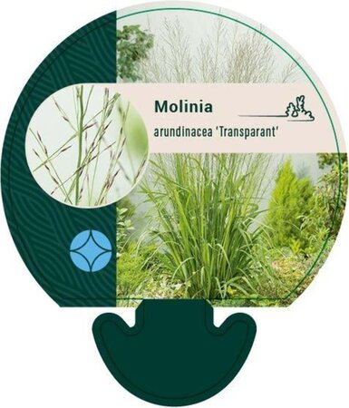 Molinia arund. 'Transparent' geen maat specificatie 0,55L/P9cm - afbeelding 4