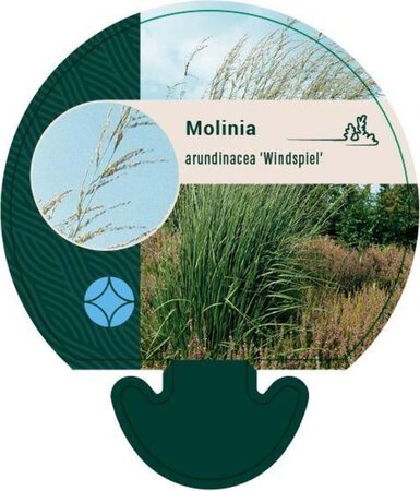 Molinia arund. 'Windspiel' geen maat specificatie 0,55L/P9cm - afbeelding 3