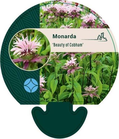 Monarda 'Beauty of Cobham' geen maat specificatie 0,55L/P9cm