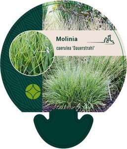 Molinia caerulea 'Dauerstrahl' geen maat specificatie 0,55L/P9cm - afbeelding 2