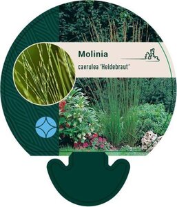 Molinia caerulea 'Heidebraut' geen maat specificatie 0,55L/P9cm - afbeelding 2