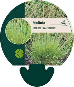 Molinia caerulea 'Moorflamme' geen maat specificatie 0,55L/P9cm - afbeelding 3