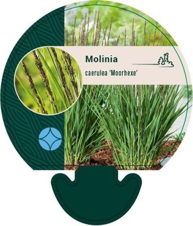 Molinia caerulea 'Moorhexe' geen maat specificatie 0,55L/P9cm - afbeelding 5