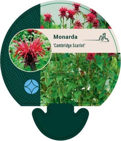 Monarda 'Cambridge Scarlet' geen maat specificatie 0,55L/P9cm - afbeelding 1