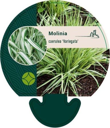 Molinia caerulea 'Variegata' geen maat specificatie 0,55L/P9cm - afbeelding 3