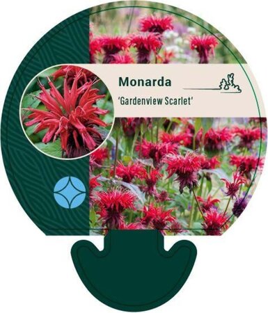 Monarda 'Gardenview Scarlet' geen maat specificatie 0,55L/P9cm