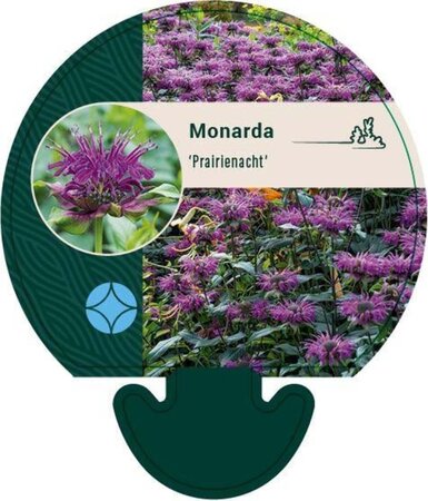 Monarda 'Prärienacht' geen maat specificatie 0,55L/P9cm - afbeelding 2