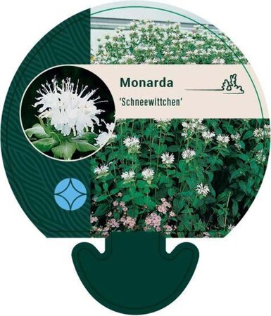 Monarda 'Schneewittchen' geen maat specificatie 0,55L/P9cm - afbeelding 2