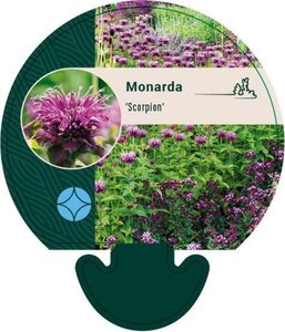 Monarda 'Scorpion' geen maat specificatie 0,55L/P9cm - afbeelding 2