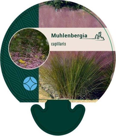 Muhlenbergia capillaris geen maat specificatie 0,55L/P9cm - afbeelding 3