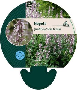 Nepeta grandiflora 'Dawn to Dusk' geen maat specificatie 0,55L/P9cm - afbeelding 1