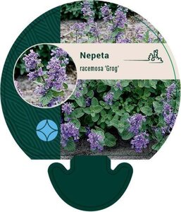 Nepeta racemosa 'Grog' geen maat specificatie 0,55L/P9cm - afbeelding 1