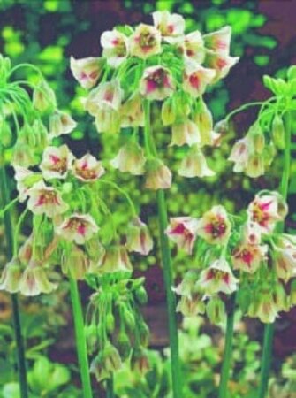 Nectaroscordum siculum bulgaricum geen maat specificatie bloembol