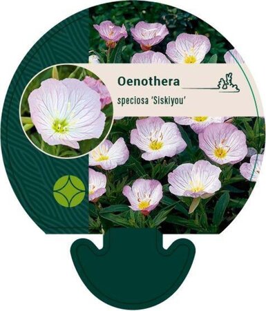 Oenothera speciosa 'Siskiyou' geen maat specificatie 0,55L/P9cm