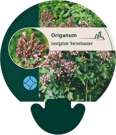 Origanum laevigatum 'Herrenhausen' geen maat specificatie 0,55L/P9cm