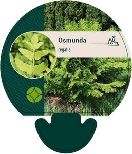 Osmunda regalis geen maat specificatie 0,55L/P9cm - afbeelding 2