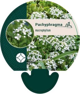 Pachyphragma macrophyllum geen maat specificatie 0,55L/P9cm