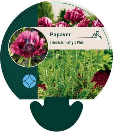 Papaver or. 'Patty's Plum' geen maat specificatie 0,55L/P9cm