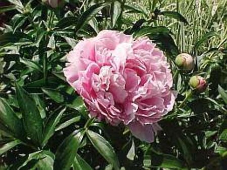 Paeonia (LD) 'Sarah Bernhardt' geen maat specificatie P15 cm