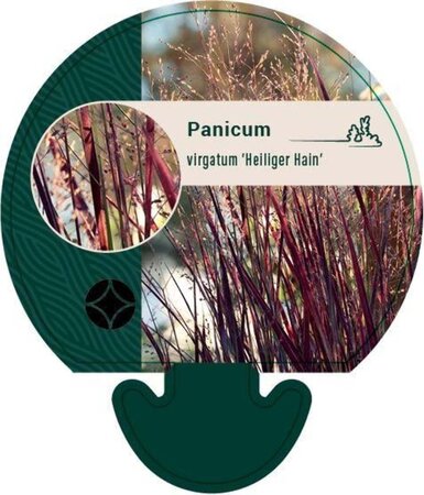 Panicum virgatum 'Heiliger Hain' geen maat specificatie 0,55L/P9cm - afbeelding 2