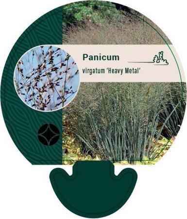 Panicum virgatum 'Heavy Metal' geen maat specificatie 0,55L/P9cm - afbeelding 9