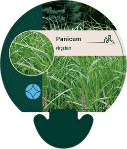 Panicum virgatum geen maat specificatie 0,55L/P9cm - afbeelding 3