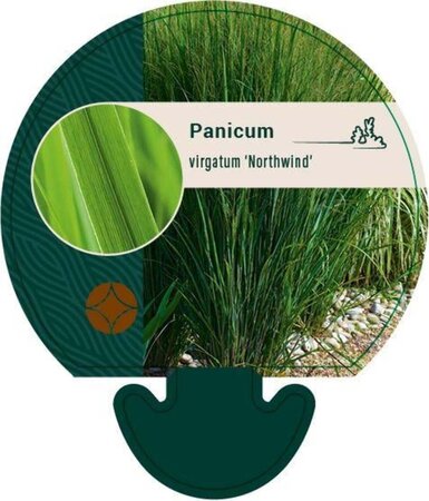 Panicum virgatum 'Northwind' geen maat specificatie 0,55L/P9cm - afbeelding 4